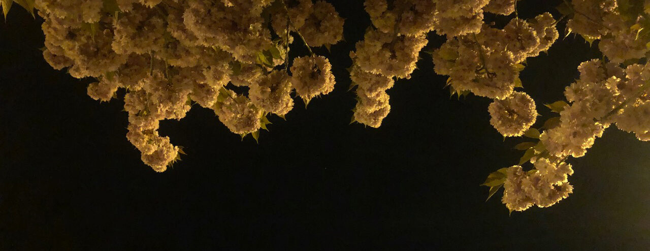 weiße Blumen im Laternenlicht von unten fotografiert