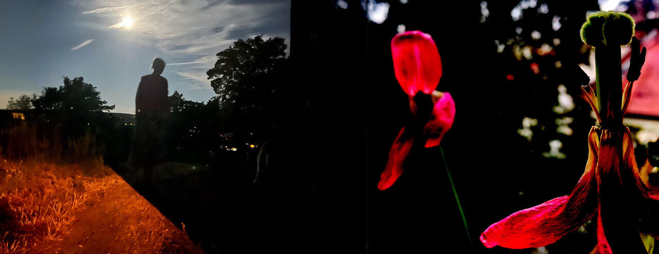 Zusammenschnitt: Dorothea Lanz auf Feldweg (links) und verwelkte Tulpen (rechts)