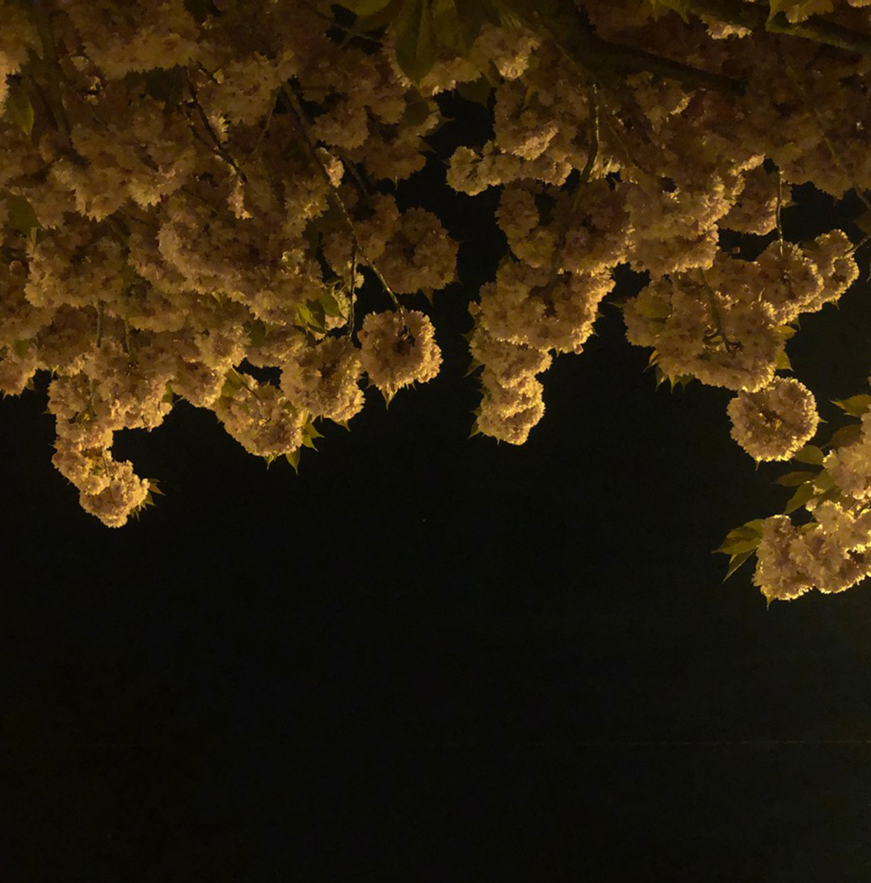 weiße Blumen im Laternenlicht von unten fotografiert
