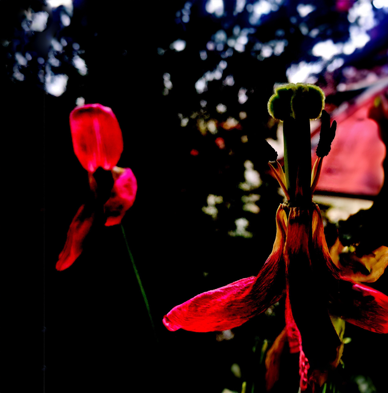 verwelkte Tulpen mit hohem Kontrast